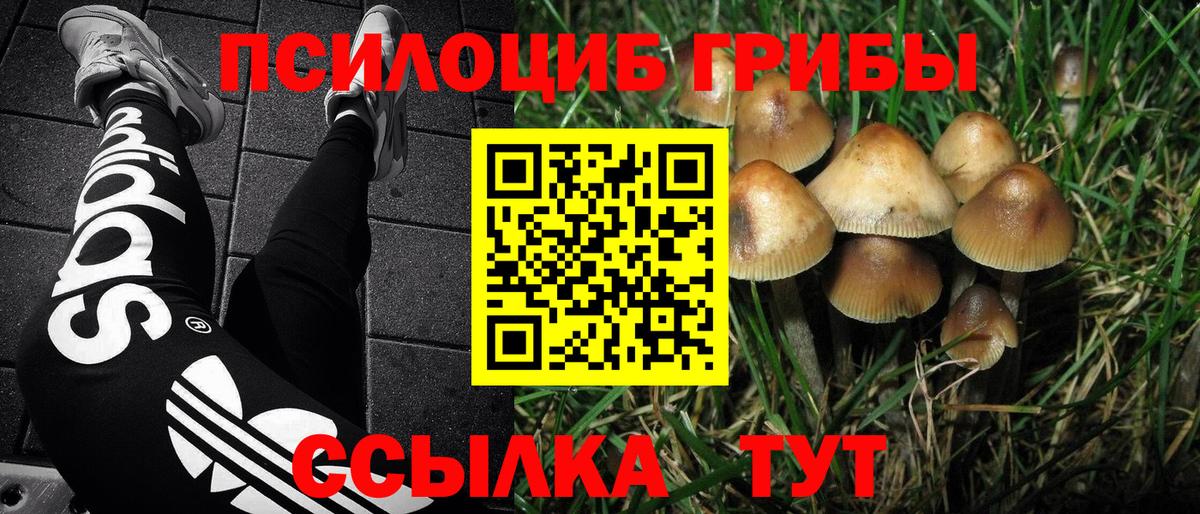 Северск  наркота  Вход с VPN  Псилоцибиновые грибы Psilocybe  Псилоцибиновые грибы прущие грибы 